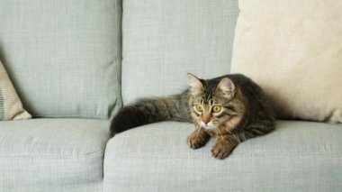 Meraklı genç bir kedi gri bir kanepede yatar ve etrafına bakar..