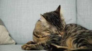 Yumuşak, güzel evcil kedi kanepede uzanıyor ve tüylerini yalıyor..