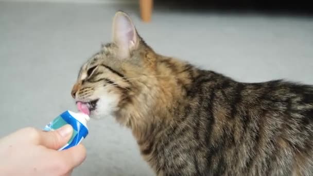 Cat Eats Supplement Tube Remove Hair Stomach — Stock Video
