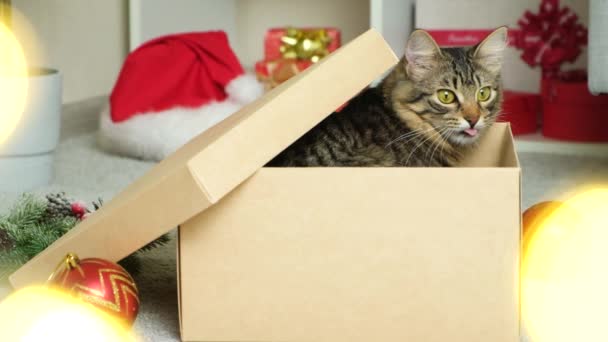 Красива Різдвяна Кішка Виглядає Картонної Коробки — стокове відео