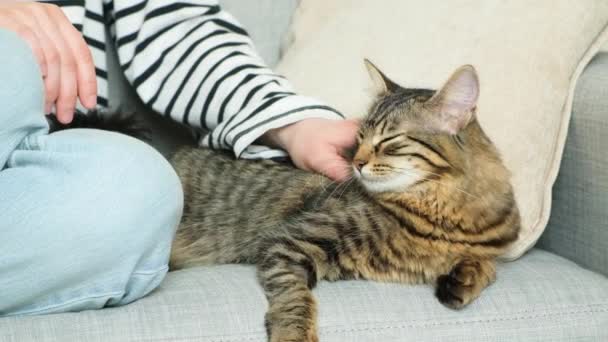 Eine Frau Streichelt Eine Katze Die Beziehung Zwischen Besitzer Und — Stockvideo