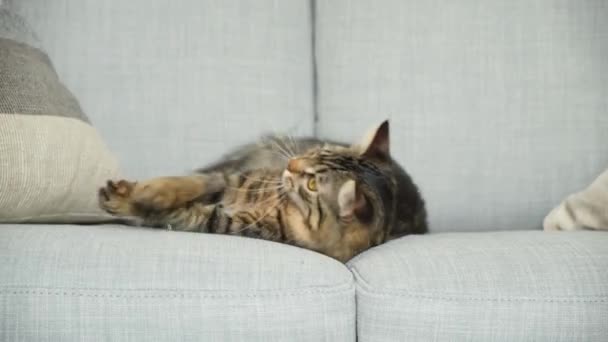 好斗的 未驯服的猫咬主人的手 — 图库视频影像