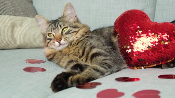 День Святого Валентина Кошка Красивая Молодая Кошка Лежит Сером Диване — стоковое видео