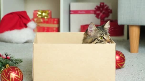 美しいクリスマスの猫は段ボール箱からのぞき見します — ストック動画