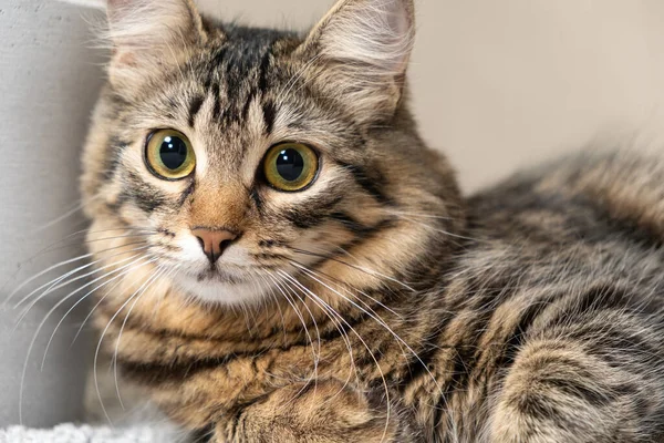 stock image Portrait of a striped fluffy cat looking at a camera indoors.