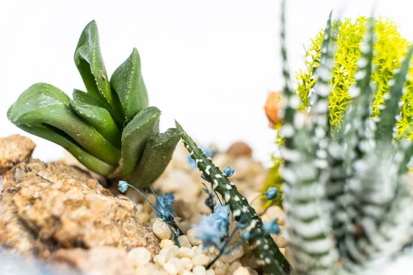 Haaboria Pachyphytum 석신산은 배경에 클로즈업 — 스톡 사진