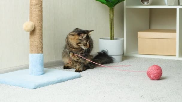 Domácí Krásná Kočka Načechraným Ocasem Hraje Růžovou Kuličkou Příze Doma — Stock video