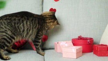 Sevgililer Günü kedisi. Kanepede otururken kalplerle oynayan güzel tekir kedi..