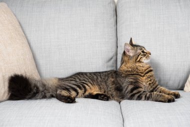 Gri bir kanepede uzanan tüylü kuyruklu bir tekir kedi.