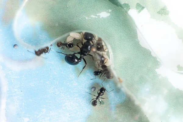 Ant queen and worker ants reaper, ant eggs in an acrylic ant farm