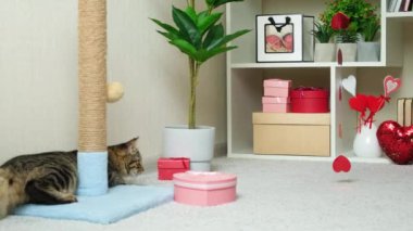 Sevgililer Günü 'nde kedi kupa çelengi avlar. Hayvan Aşk Günü, komik bir konsept..
