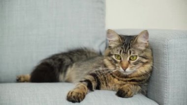 Gri bir kanepede uzanan tüylü kuyruklu bir tekir kedi.