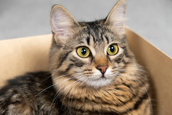 stock image A curious cat sits and peeks out of a cardboard box.