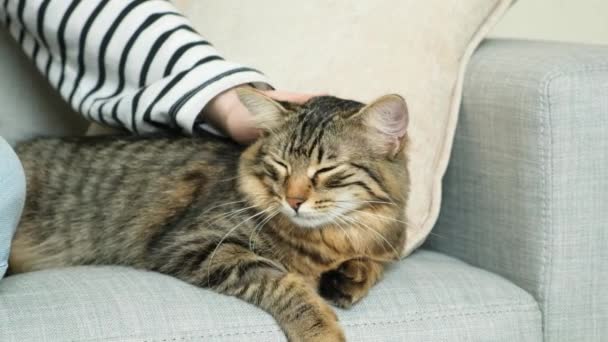 Uma Mulher Acaricia Gato Relação Proprietário Animal Estimação Amor Cuidado — Vídeo de Stock
