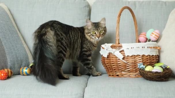 カメラを見て離れる卵とイースターバスケットとソファの上にふわふわのタビー猫 — ストック動画