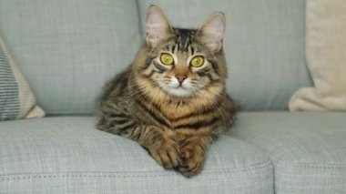 Sarı gözlü güzel bir tekir kedinin portresi bir kanepede oturuyor ve kanepeden atlıyor..