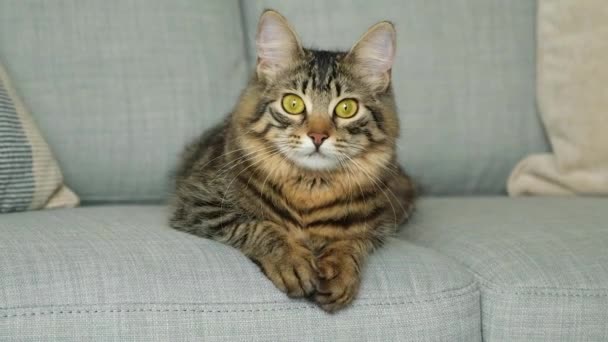 ソファに座ってソファから飛び降りる黄緑の目をした美しいタビー猫の肖像画 — ストック動画