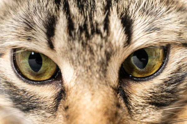 Gul Grön Katt Vackra Ögon Pupiller Närbild Makro — Stockfoto
