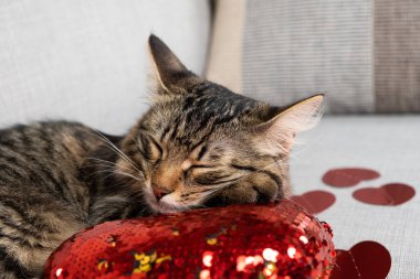 Sevimli genç kedi kanepede kırmızı kalplerin arasında uyuyor, kediler sevgililer gününde