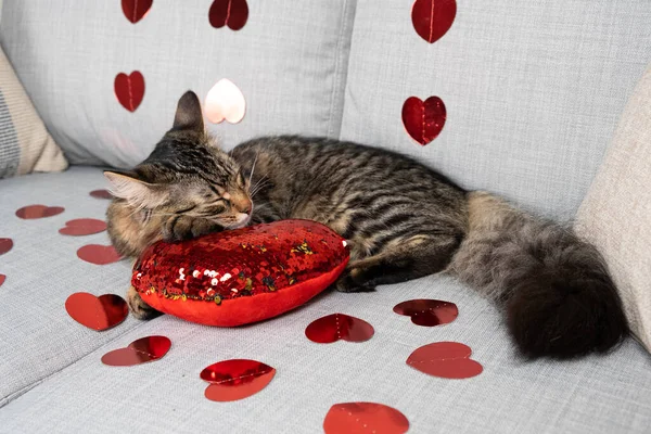 Roztomilá Mladá Kočka Spí Mezi Červenými Srdci Gauči Kočky Valentýna — Stock fotografie