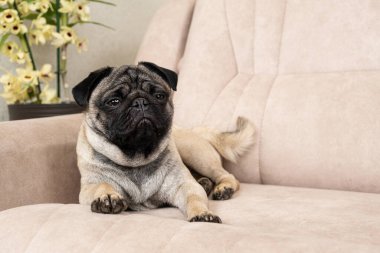 Üzgün bir köpek kanepede yatar ve yüzünü çevirir. Köpeklere, paltolarına, katlarına, kulaklarına ve gözlerine dikkat et.