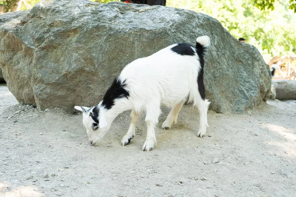 Una Cabra Blanca Negra Encuentra Cerca Una Roca Una Gran — Foto de Stock