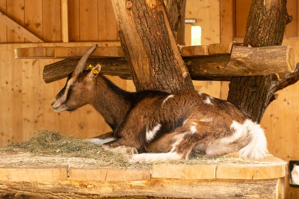 Una Cabra Morena Adulta Descansando Granero Cerca Del Heno — Foto de Stock