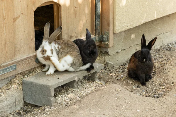 農場でウサギの家族 1匹のウサギはその足で顔を傷つけます ウサギの繁殖 — ストック写真