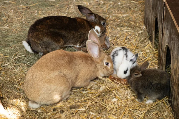 Feeding Rabbits Farm Breeding Caring Rabbits — Stock Photo, Image