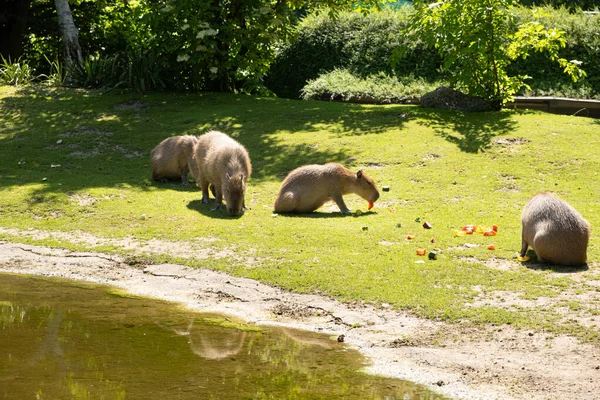 stock image A family of capybaras eat vegetables on the lawn near the pond