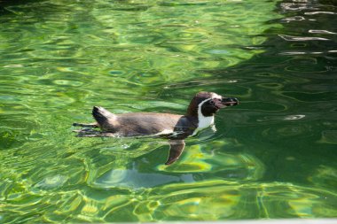 Penguin Humboldt swims in a pond at the zoo.