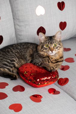 Sevgililer Günü kedisi, güzel genç kedi, kırmızı kalplerin arasında gri bir kanepede yatıyor.