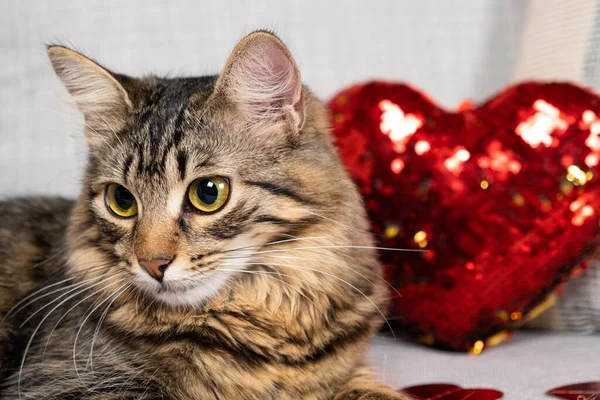 stock image Cat Valentines Day, beautiful young cat lying on the couch next to a heart pillow.