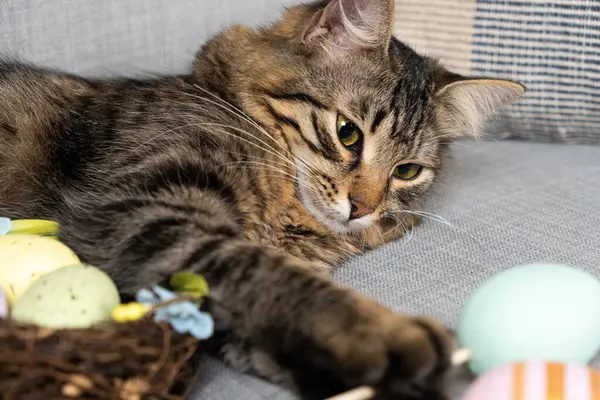 Påsk Katt Leka Med Målade Ägg Medan Liggande Soffan — Stockfoto
