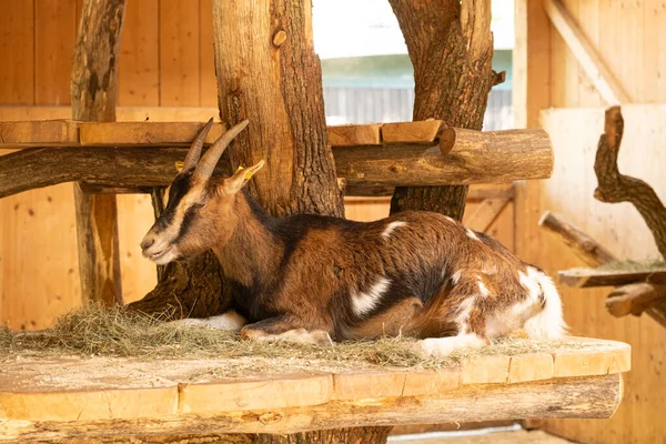 An adult brown goat resting in a barn near the hay.