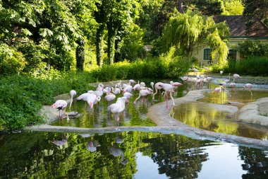 Büyük flamingo ailesi Phoenicopterus gülü doğada yer ve dinlenir.