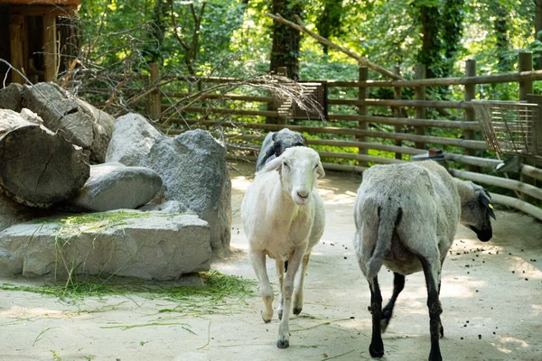 White and gray goats turned their faces and booty to the camera, animals in the zoo.