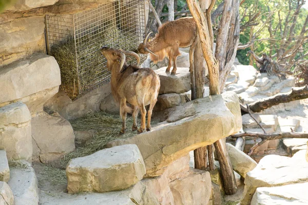 Dos Cabras Marrones Con Cuernos Comiendo Heno Comedero Zoológico — Foto de Stock