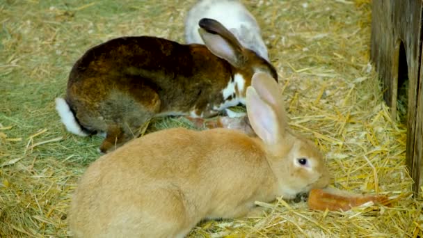 Rabbits Different Ages Colors Eat Bread Farm — Stock Video