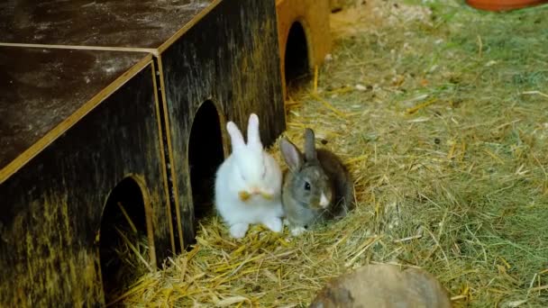 家の近くの干し草の上に座っている農場の2匹の小さなウサギ ウサギが爪で鼻をきれいにする — ストック動画