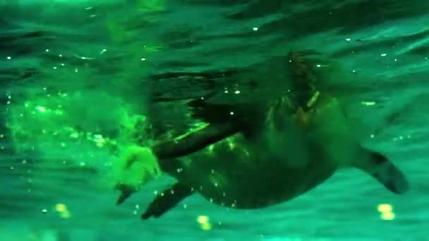 Pinguino Rockhopper Crestato Defeca Acqua Mentre Nuota Nello Zoo — Video Stock