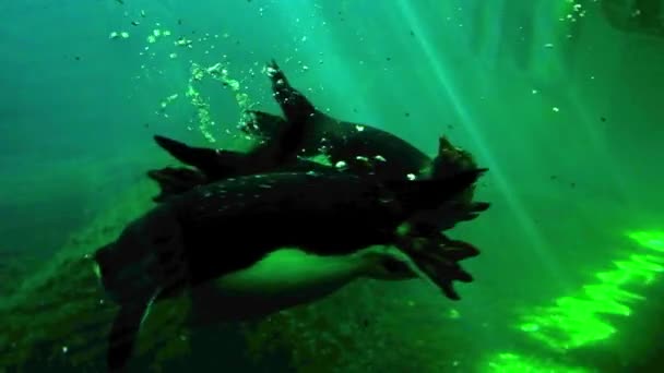 Une Famille Pingouins Cicadelles Crêpes Nagent Sous Eau Dans Zoo — Video