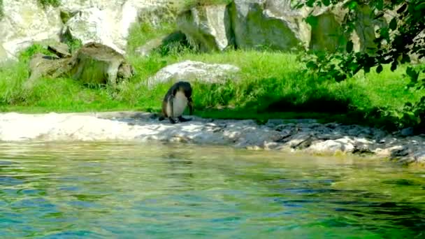 Solitario Pingüino Humboldt Camina Por Costa Sacude Cabeza Hacia Los — Vídeo de stock