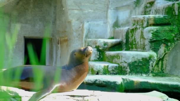 Hayvanat Bahçesindeki Güney Amerika Deniz Aslanı Güneşin Altında Yatıyor — Stok video