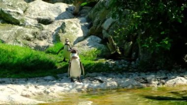 Penguen Humboldt 'un bir ailesi göletin yanında yürür.