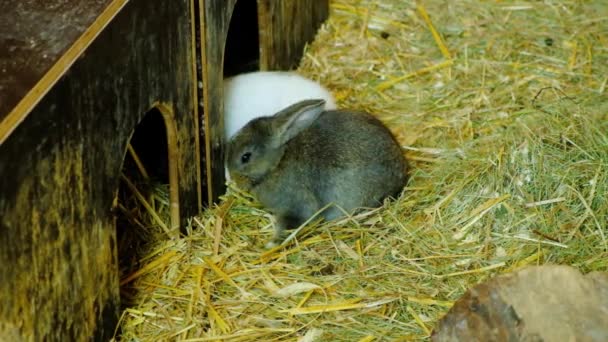 Baby Rabbits Resting House Hay Farm — Stock Video