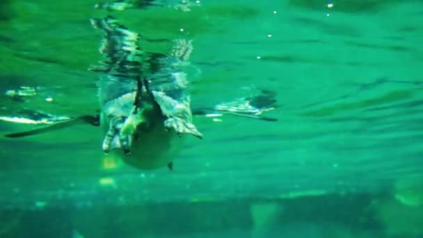 Crested Rockhopper Penguin Defecates Water While Swimming Zoo — Stock Video
