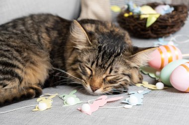 Uyuyan kahverengi tekir kedi yavrusu ve kağıttan bir çelenk Paskalya tavşanları.