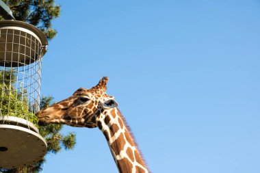 Bir zürafa, Avrupa hayvanat bahçesindeki bir besleyiciden saman yer. Bir zürafanın kafası gökyüzüne yakın çekim.