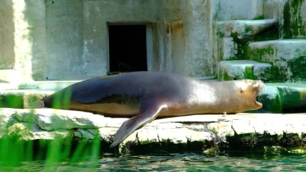 Южноамериканский Морской Лев Зоопарке Лежит Солнцем — стоковое видео